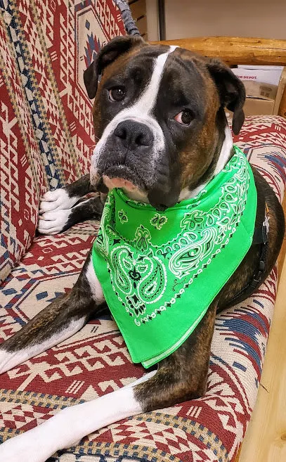 Neon Green Paisley Headscarf