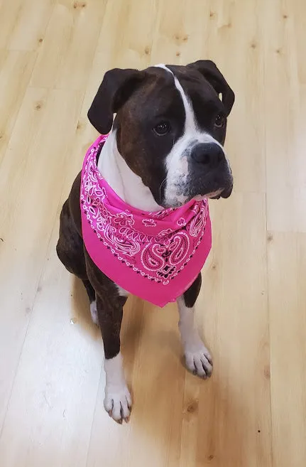 Neon Pink Paisley Headscarf